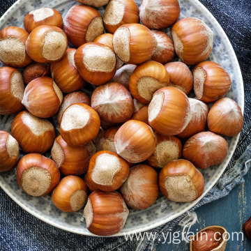 Wholesale Agriculture Products High Quality Hazelnuts